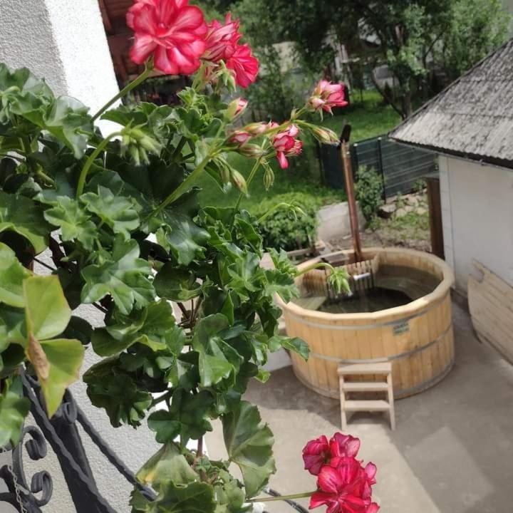莫伊塞 Popasul Calatorului酒店 外观 照片